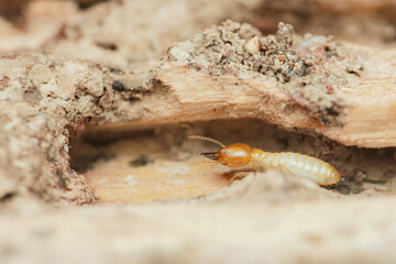Termite walking on damaged wood in house destroyed by insects