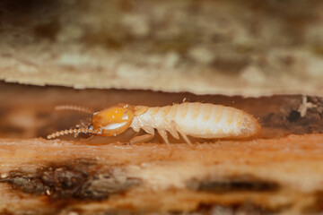 Termite walking on wood in damaged structure destroying home