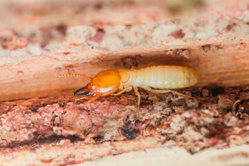 Termite walking on damaged wood surface eating structure