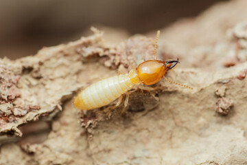 Termite worker walking on decaying wood close-up