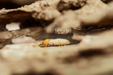 Termite walking in damaged wood structure creating tunnels