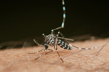 Asian tiger mosquito sucking blood from human skin