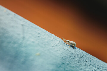 Small weevil crawling on a light blue surface with orange background