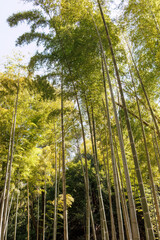 Obraz premium 孟宗竹（イネ科）の竹林。 タケノコを無断で取らないようにしてください、と書かれた看板もある。 東高根森林公園中原区川崎市神奈川県-2025 