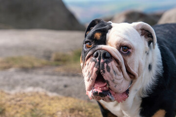 Bulldog enjoying a sunny day outdoors with beautiful scenery in the background