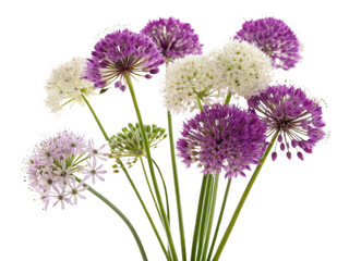 Obraz premium Beautiful allium flowers in various colors create stunning bouquet that brightens any space with their unique charm and elegance