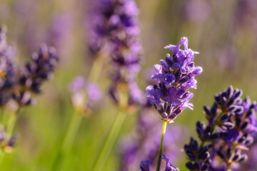 Fototapeta premium Beautiful lavender flowers blooming in a sunny field, showcasing vibrant purple hues and intricate floral details during a warm afternoon in summer