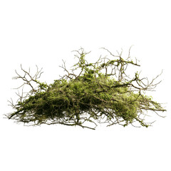 Lush Mossy Overgrowth on Dead Branches - Isolated Nature Element