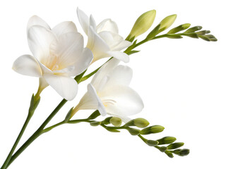 Obraz premium Freesia flower isolated on white background.