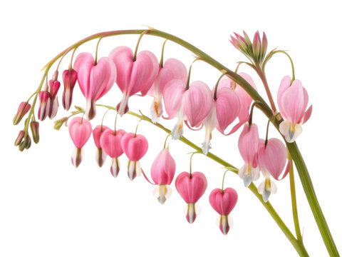 Beautiful arrangement of pink bleeding heart flowers showcases their delicate petals and unique shape, evoking sense of love and nature beauty