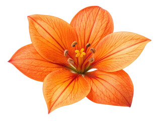 Obraz premium Vibrant bougainvillea flower showcases stunning orange petals with intricate veins and delicate center, radiating beauty and warmth