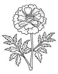 Marigold Flower Pair Line Art Coloring Page