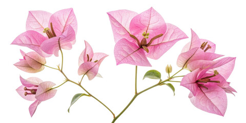 Bougainvillea flowers bloom vibrantly with delicate pink petals creating stunning display of nature beauty