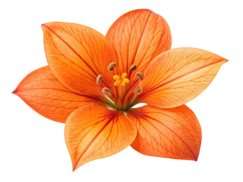 Vibrant bougainvillea flower showcases stunning orange petals with intricate veins and delicate center, radiating beauty and warmth - Powered by Adobe