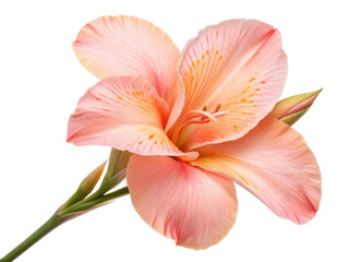 Fototapeta premium Beautiful canna flower showcases delicate pink petals with vibrant yellow accents, radiating elegance and charm in any garden setting