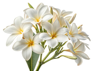 Obraz premium Beautiful canna flowers bloom gracefully, showcasing their delicate petals and vibrant colors, creating serene and joyful atmosphere