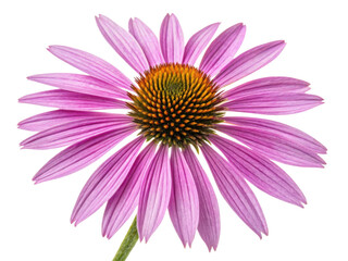 Obraz premium Charming chinacea flower blooms with vibrant pink petals and striking center, showcasing nature beauty and elegance