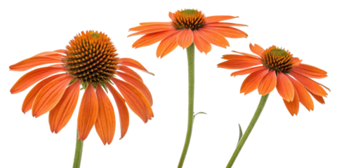 Echinacea flowers bloom vibrantly with orange petals and striking centers, showcasing nature beauty and charm