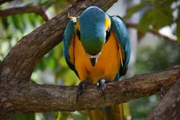 Blue and Gold Macaw with his Head Bowed