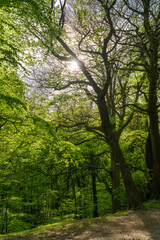 Naklejka premium Vibrant sunlit forest with lush green trees and a serene atmosphere during the day