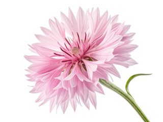 Beautiful cornflower blooms with delicate pink petals showcasing nature elegance and charm