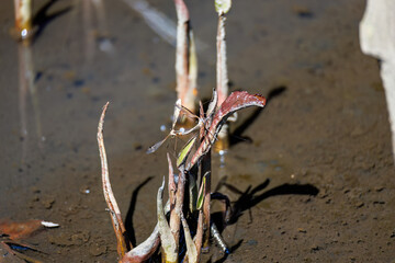 交尾する大きなミカドガガンボ（ガガンボ科）。
英名学名：Mikado Crane fly, Holorusia mikado (Gaganidae) mating.
東高根森林公園中原区川崎市神奈川県-2025
