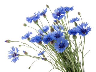 Cornflower flowers bloom vibrantly in shades of blue creating stunning display that brings joy and beauty to any setting