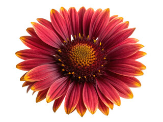 Vibrant gaillardia flower showcases stunning red and yellow petals radiating beauty and warmth, perfect for any garden or floral arrangement