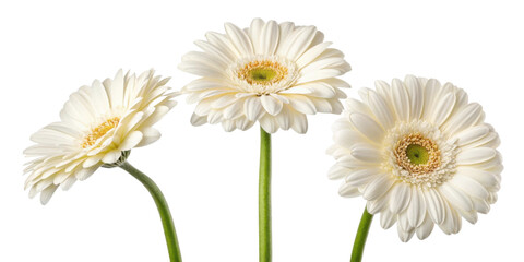 Obraz premium Beautiful gerbera daisies bloom gracefully, showcasing their delicate petals and vibrant centers, perfect for brightening any space