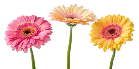 Bright gerbera daisies in pink, peach, and yellow colors create cheerful floral display that brings joy to any setting