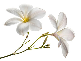 Fototapeta premium Elegant gloxinia flowers bloom gracefully, showcasing their delicate petals and vibrant beauty in serene display