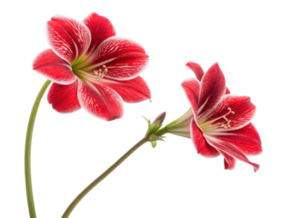 Gloxinia flowers bloom beautifully with vibrant red petals showcasing intricate patterns that captivate eye and uplift spirit