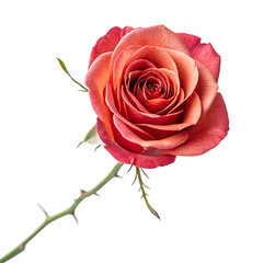 red rose isolated on white or transparent png