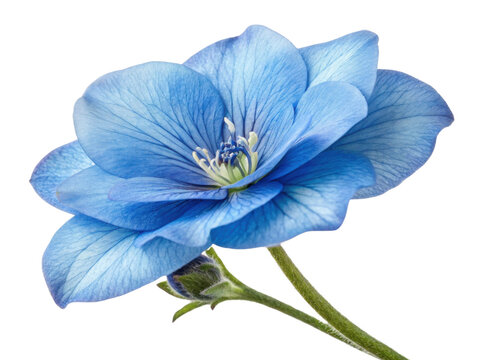 Stunning gloxinia flower showcases delicate blue petals with intricate veining and vibrant center, embodying natural beauty and elegance