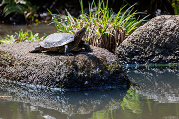 Fototapeta premium ミシシッピアカミミガメ（イシガメ科） 英名学名：red-eared slider (Trachemys scripta, Testudo graeca) 東高根森林公園中原区川崎市神奈川県-2025 