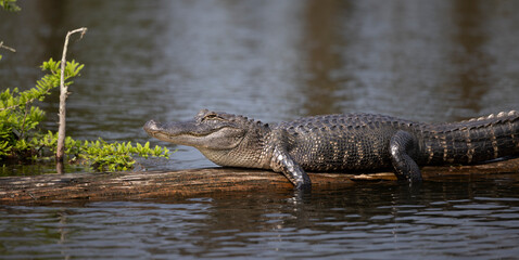 Caimanes descansando encima de un tronco en Caddo Lake
