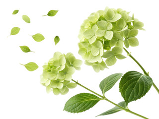 Beautiful hydrangea flowers bloom gracefully, showcasing their delicate petals and vibrant green leaves, creating serene atmosphere