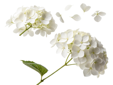 Beautiful hydrangea flowers in white display delicate petals drifting gracefully, capturing essence of nature elegance and charm