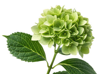 Hydrangea flower blooms in vibrant green hues showcasing its delicate petals and lush leaves, creating serene and refreshing atmosphere