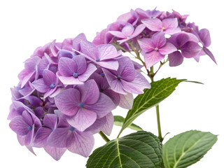 Beautiful hydrangea flowers bloom in shades of purple, showcasing their delicate petals and vibrant colors