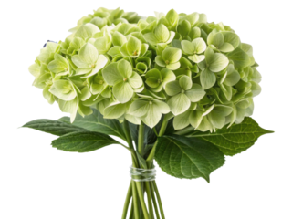 Beautiful bouquet of hydrangea flowers showcases delicate green petals and lush leaves, perfect for adding elegance to any setting