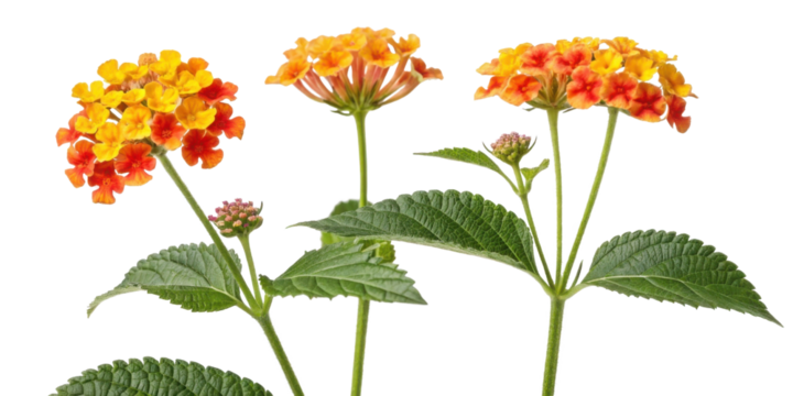 Lantana flowers bloom vibrantly in shades of yellow and orange showcasing their beauty and attracting pollinators in gardens