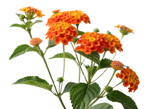 Lantana flowers bloom vibrantly in shades of orange, creating stunning display that attracts pollinators and brightens any garden