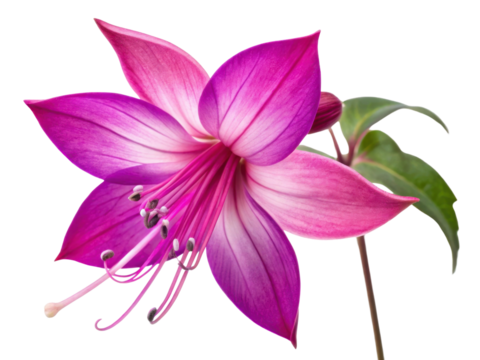 In morning light, glory of flower blooms with vibrant pink and purple hues, showcasing its delicate beauty and elegance