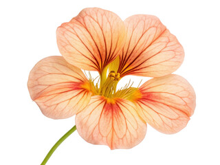 Beautiful nasturtium flower showcases delicate petals in soft peach and vibrant yellow hues, radiating natural elegance and charm
