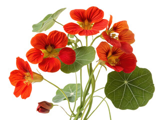 Nasturtium flowers bloom vibrantly in shades of orange and red showcasing their beauty and charm in delightful arrangement