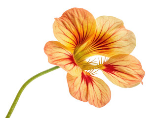 Beautiful nasturtium flower showcases vibrant colors and intricate patterns, adding charm to any garden or floral arrangement