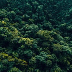Aerial View of Lush Green Forest Canopy with Dense Tree Coverage in Tropical Rainforest Environment Nature Photography