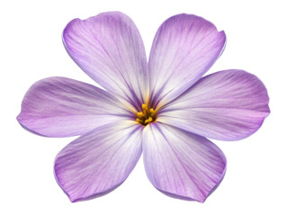 Obraz premium Stunning phlox flower showcases delicate lavender petals with vibrant yellow center, embodying beauty and grace in nature