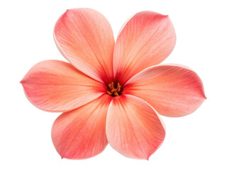 Stunning phlox flower showcases delicate petals in soft shades of pink and coral, radiating beauty and elegance in nature design